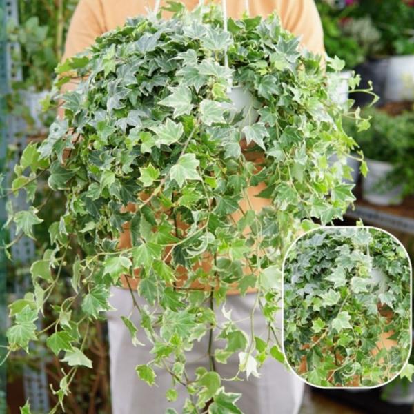 Cây thường xuân cẩm thạch đẹp