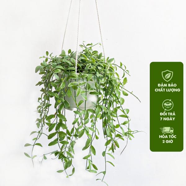 Cây lan Hạt Dưa